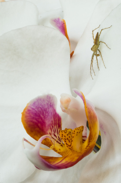 spider and orchid