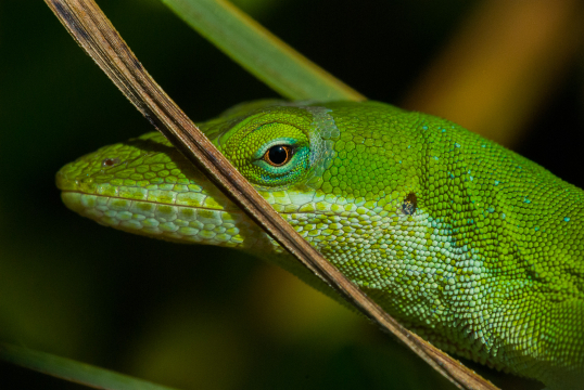 lizard 4