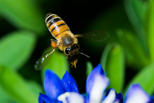 hovering