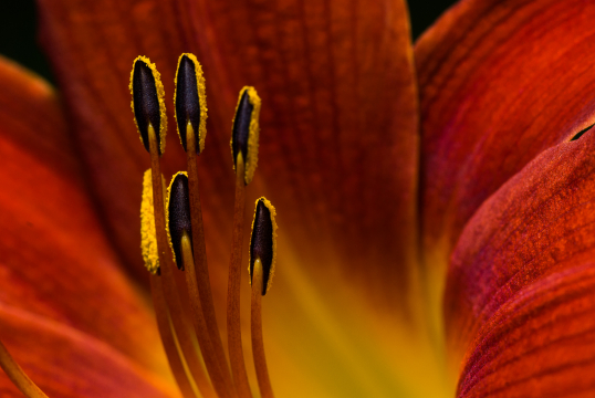 lily