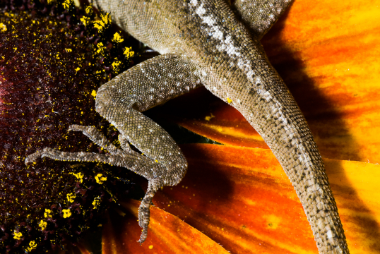 a claw
