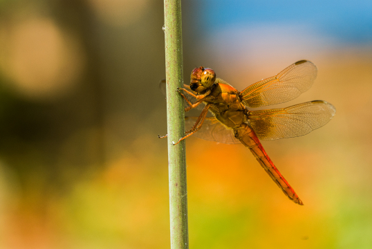 dragonfly 1