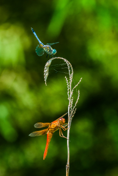 two dragonflies