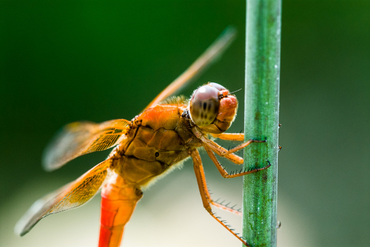 dragonfly 2