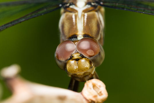 dragonfly 3