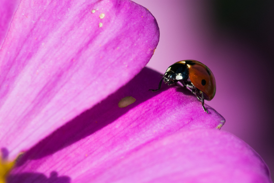 ladybug