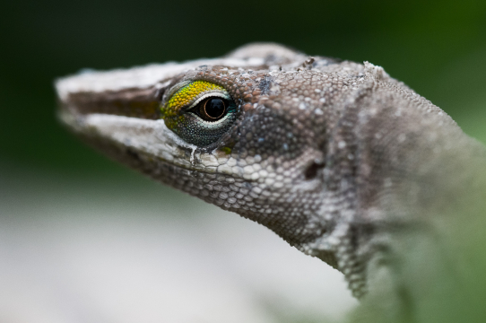 the dragon gazes back at you