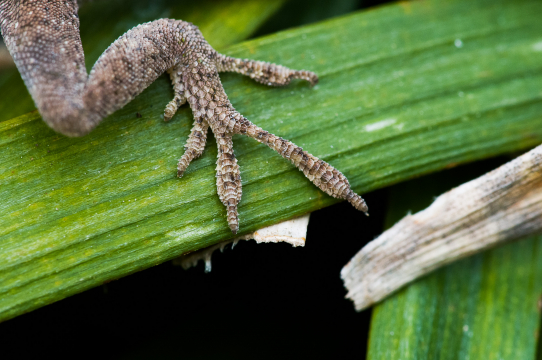 claw 2