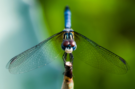 dragonfly 4