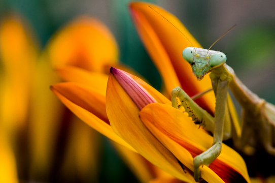praying mantis