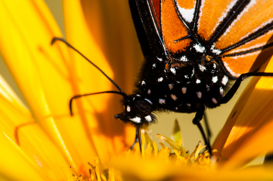 monarch 1