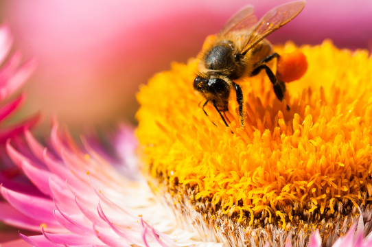 bee 2