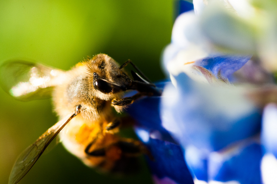 bee on bluebonnet