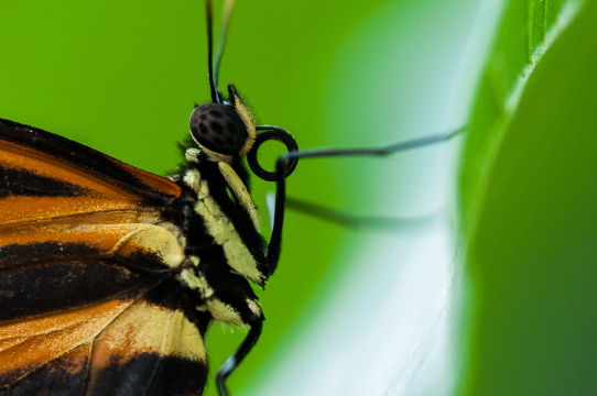 butterfly