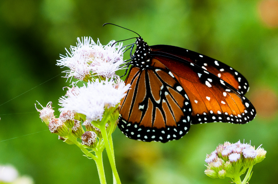 monarch 2