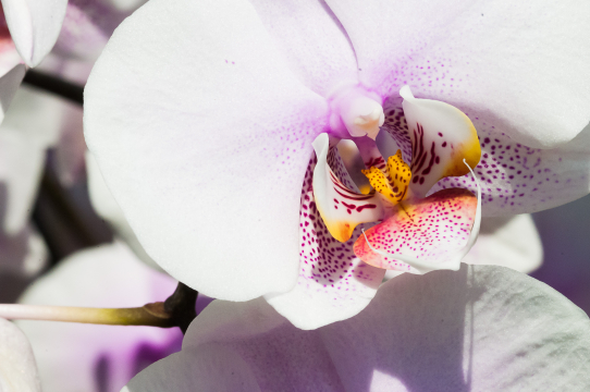 orchid