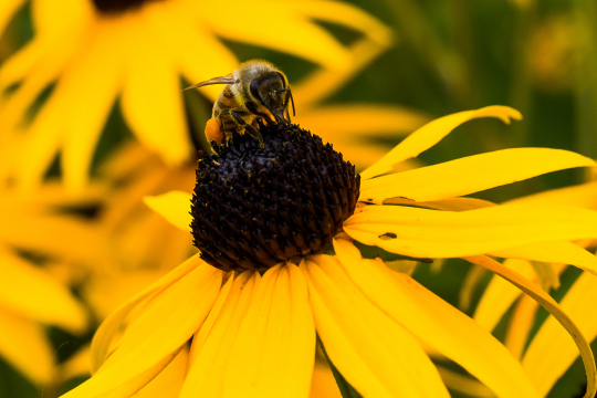 bee 1