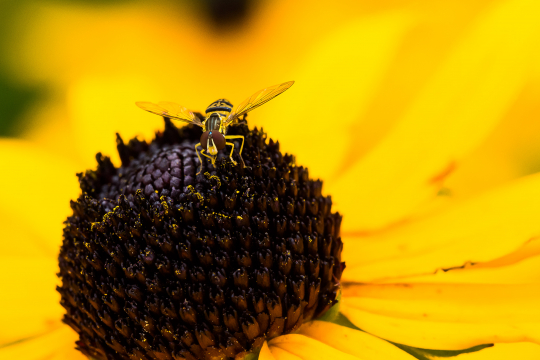 bee 3