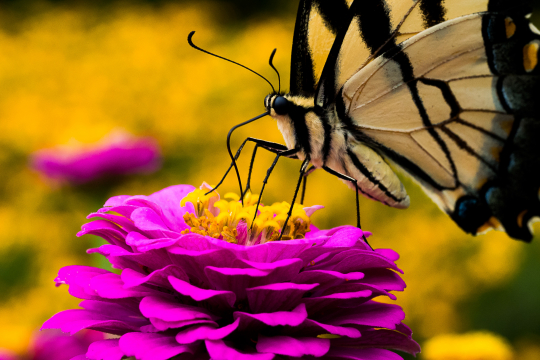 butterfly 4