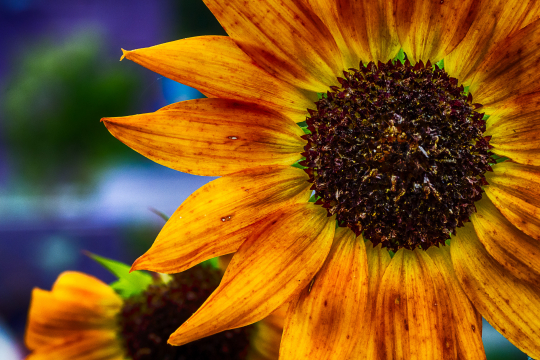 sunflower 2