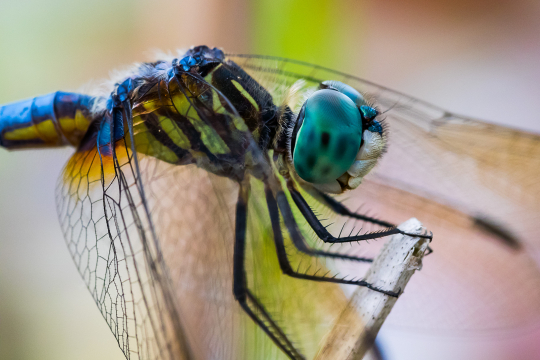 dragonfly 6